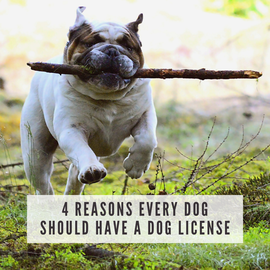 4 Reasons Every Dog Should Have a Dog License - Copper Ridge Dog Training