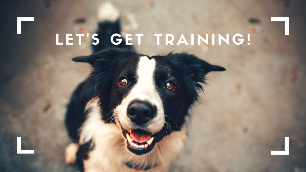 Dog training
