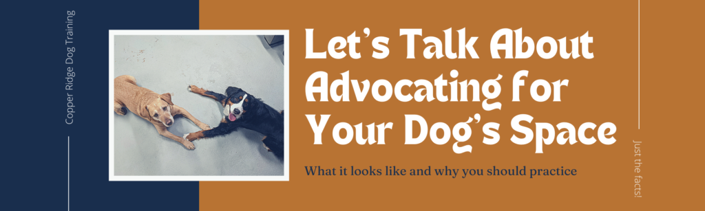 Advocating for your dog's space