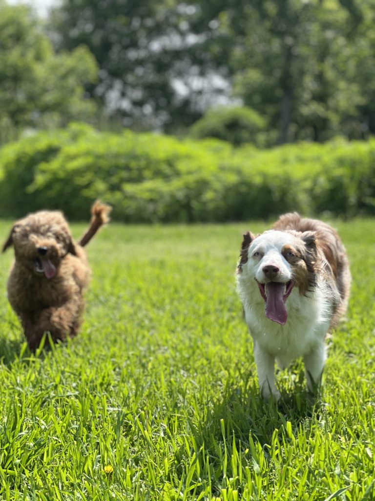 Healthy dogs having fun