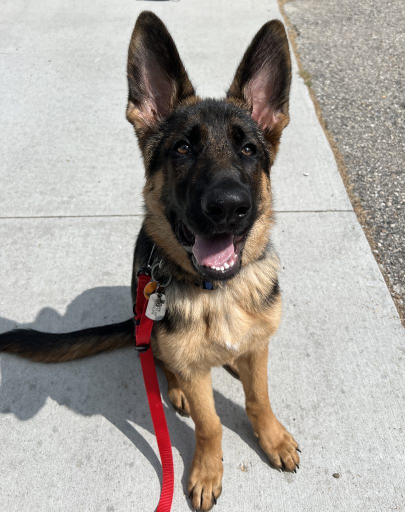 German shepherd puppy