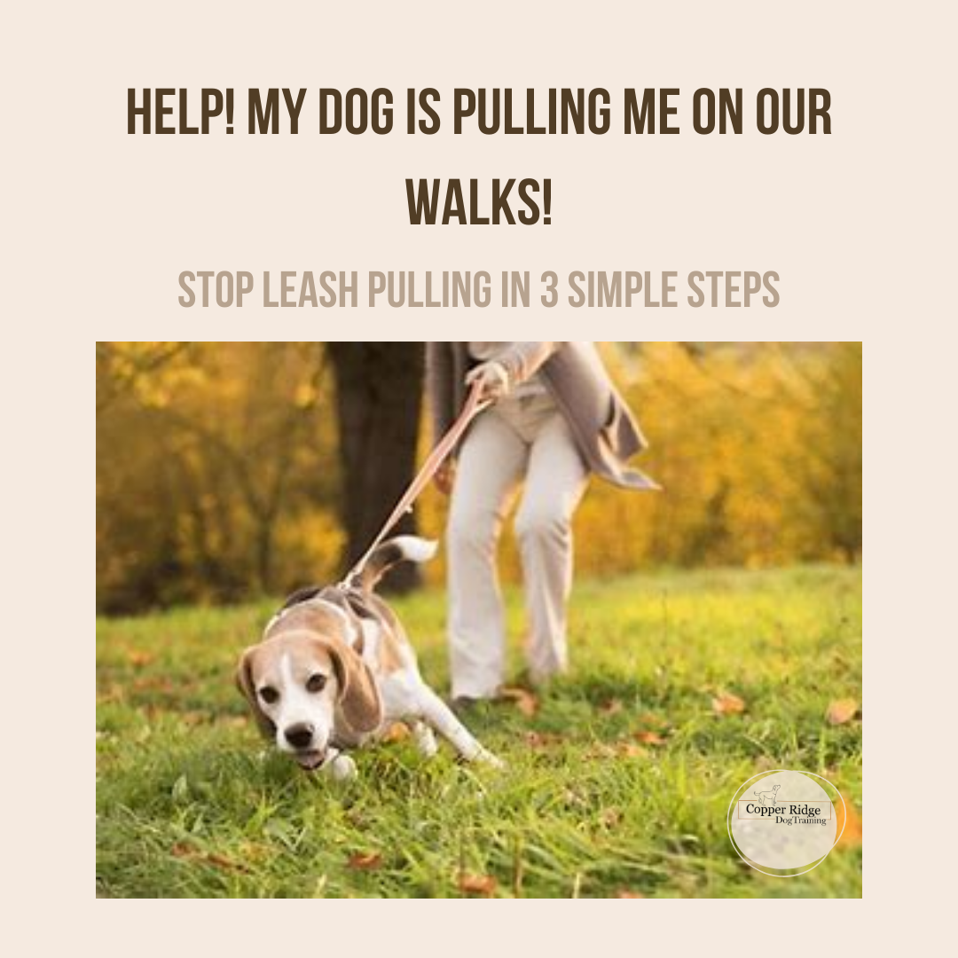 Help! My dog pulls the leash!