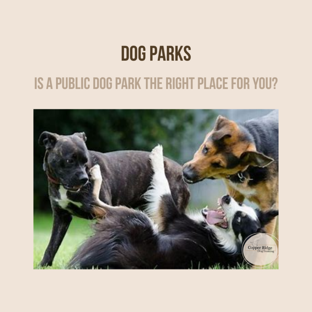 Is A Public Dog Park the Right Place For My Dog?